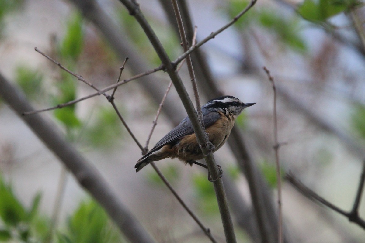 Red-breasted Nuthatch - Braydon Luikart