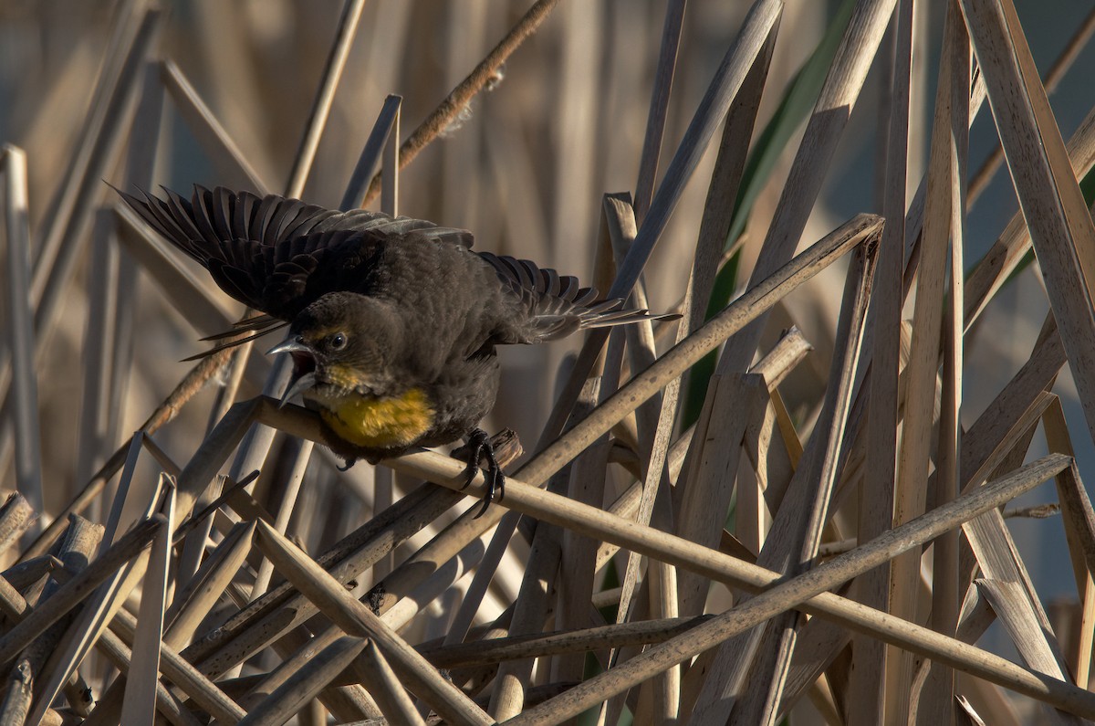 Yellow-headed Blackbird - Vic Hubbard