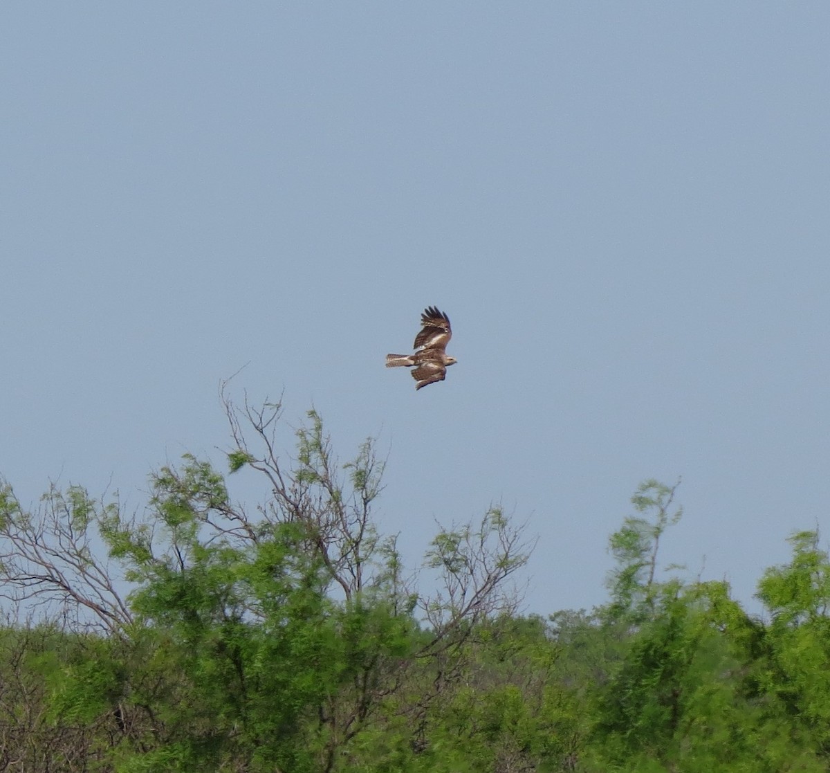 Red-tailed Hawk - Warren Hardin