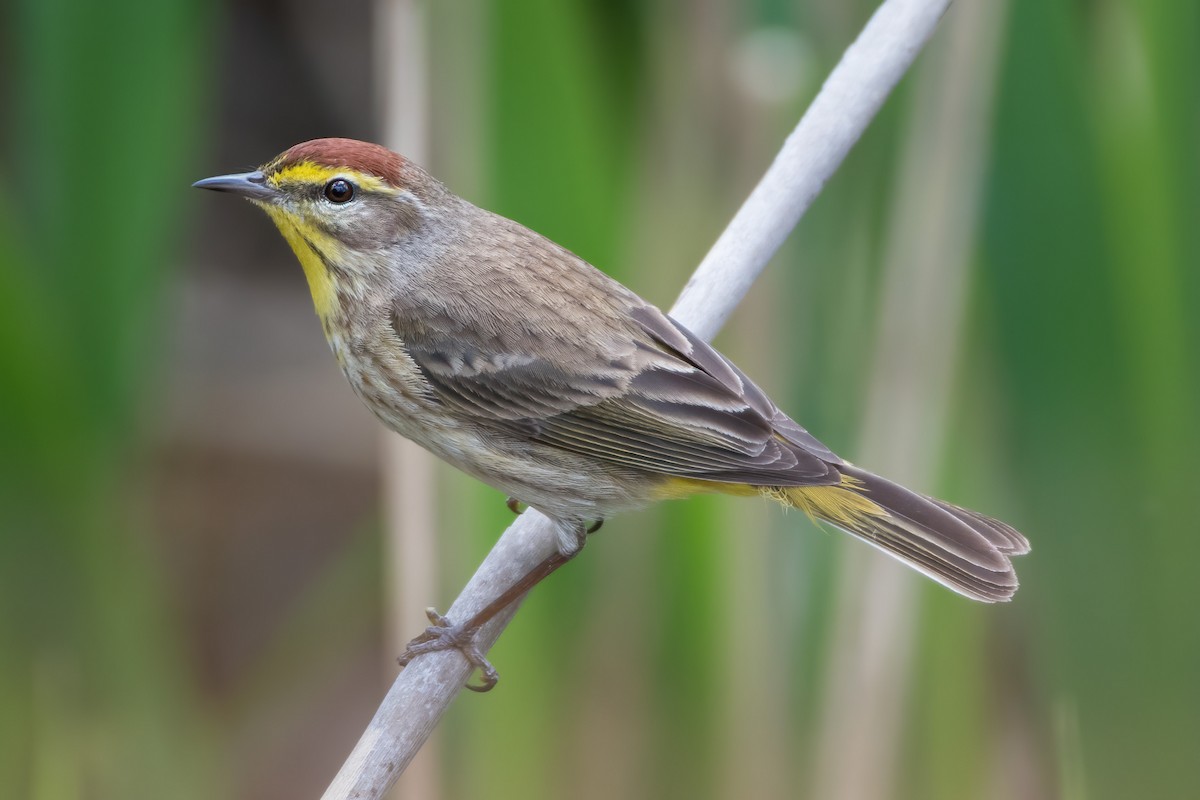 Palm Warbler - ML335156091