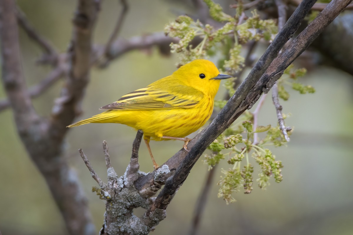 Yellow Warbler (Northern) - ML335156101