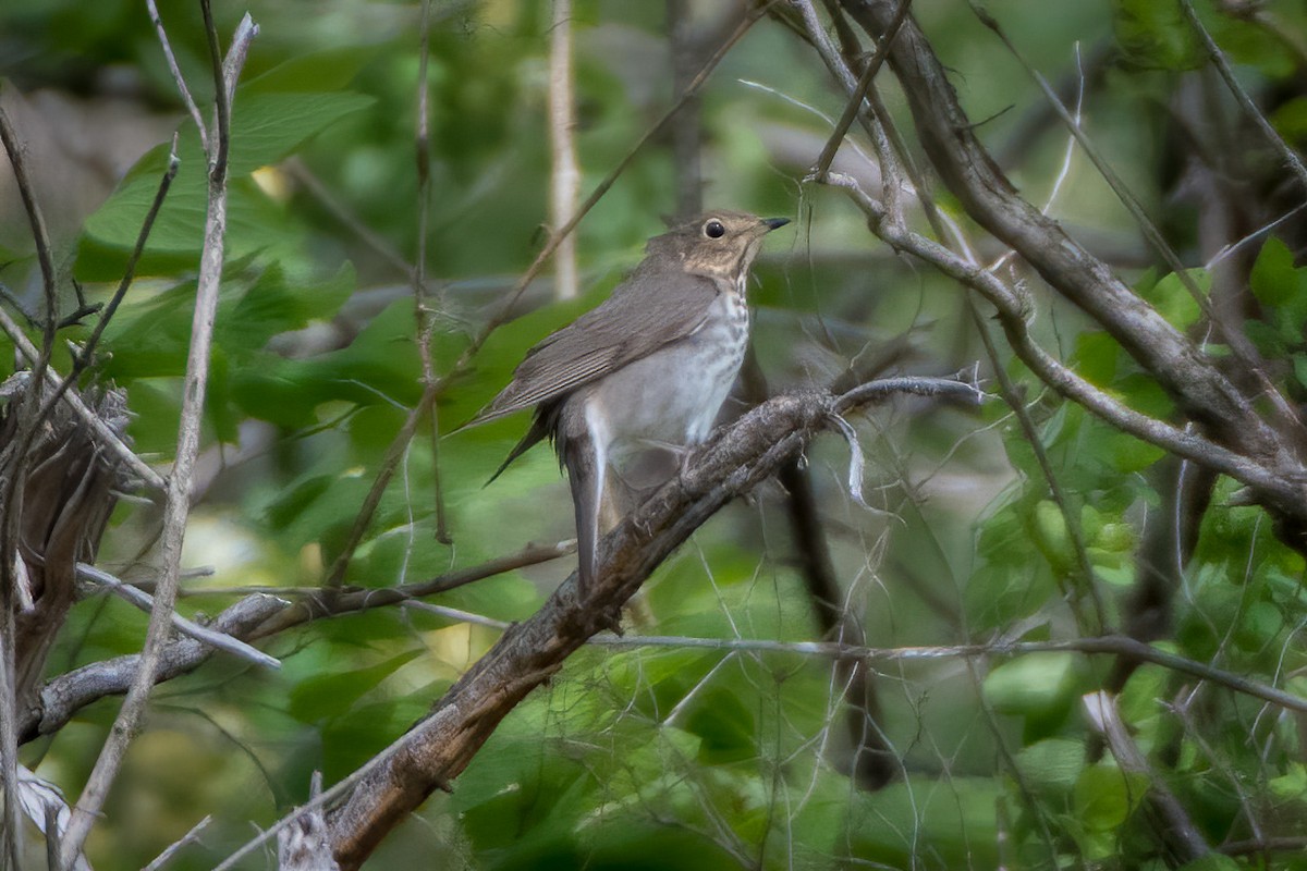 Swainson's Thrush - ML335156161