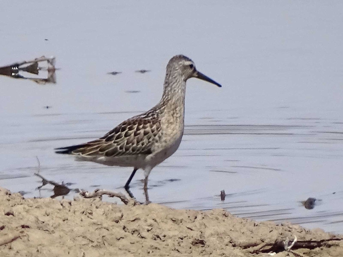 Stilt Sandpiper - ML33515861