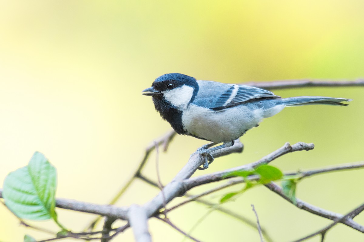 Asian Tit (Cinereous) - ML335159651