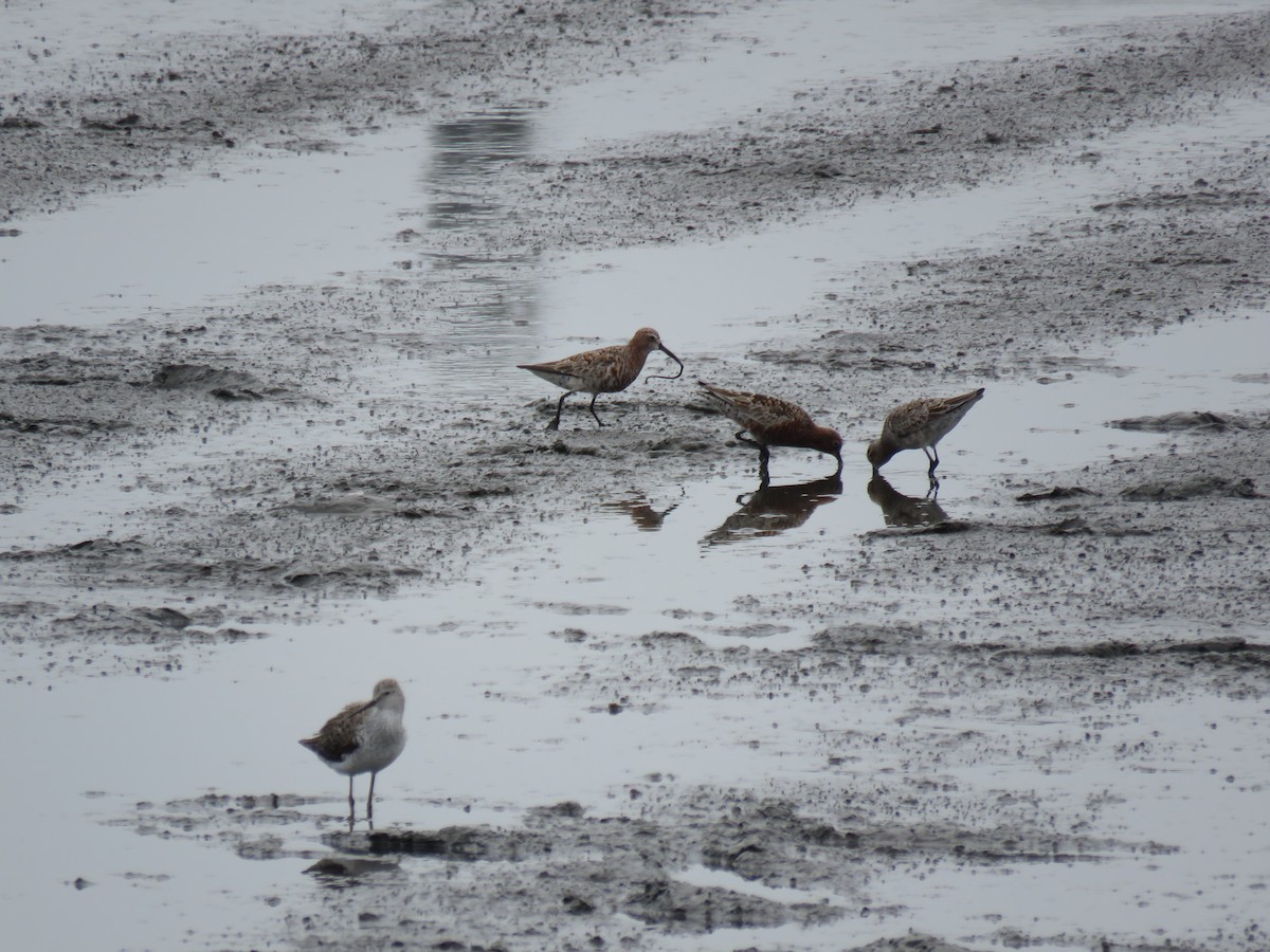 Curlew Sandpiper - ML335162711