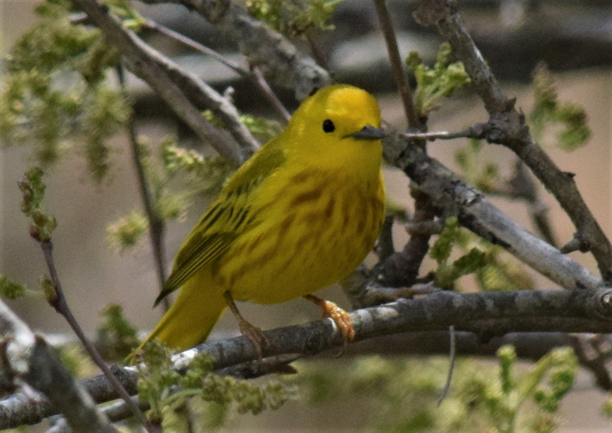 Yellow Warbler (Northern) - ML335163821