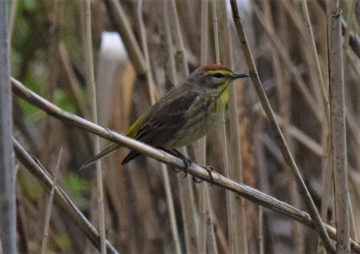Palm Warbler - ML335164021