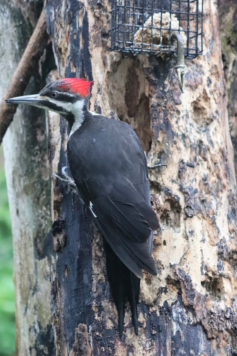 Pileated Woodpecker - ML335164681