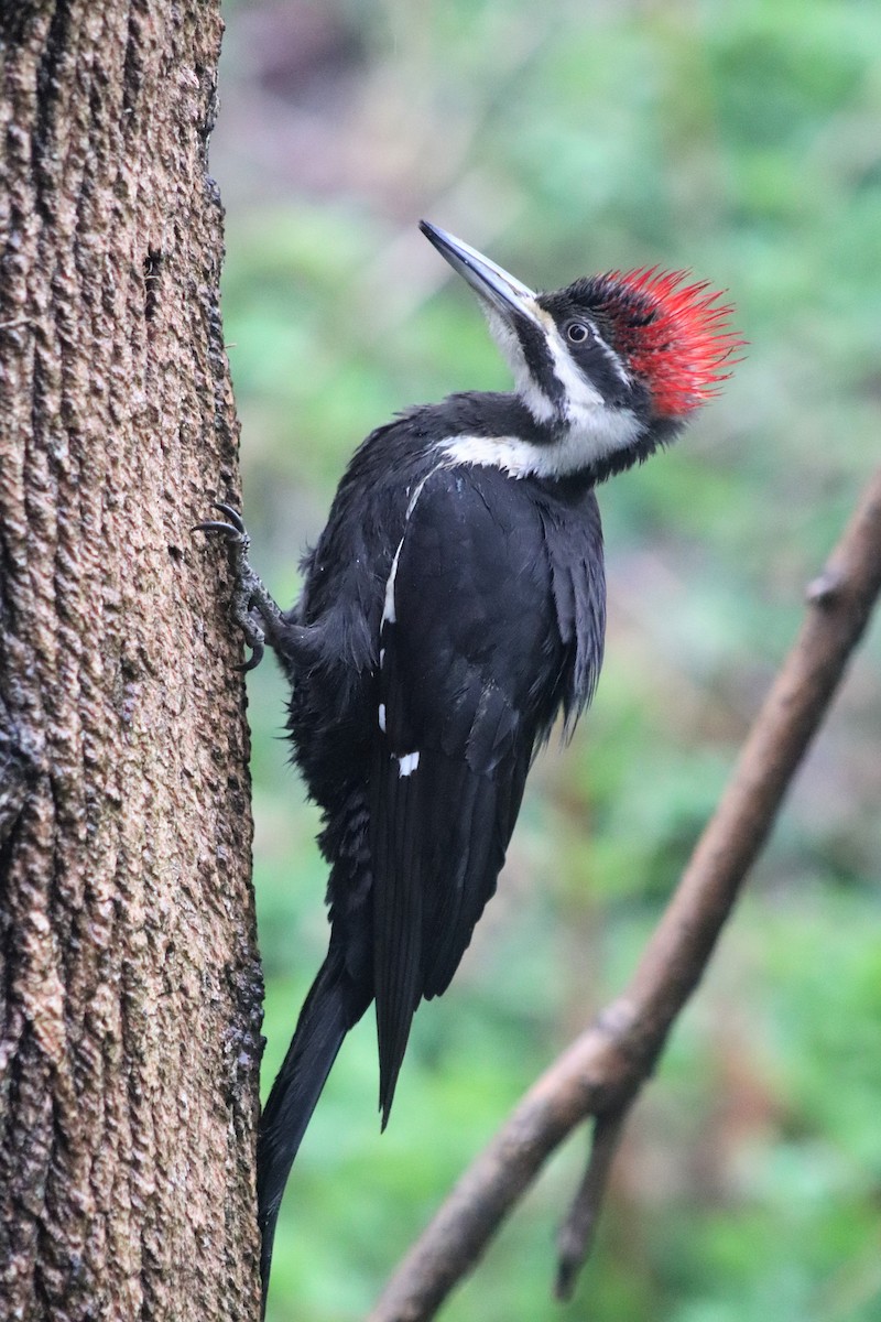 Pileated Woodpecker - ML335164691