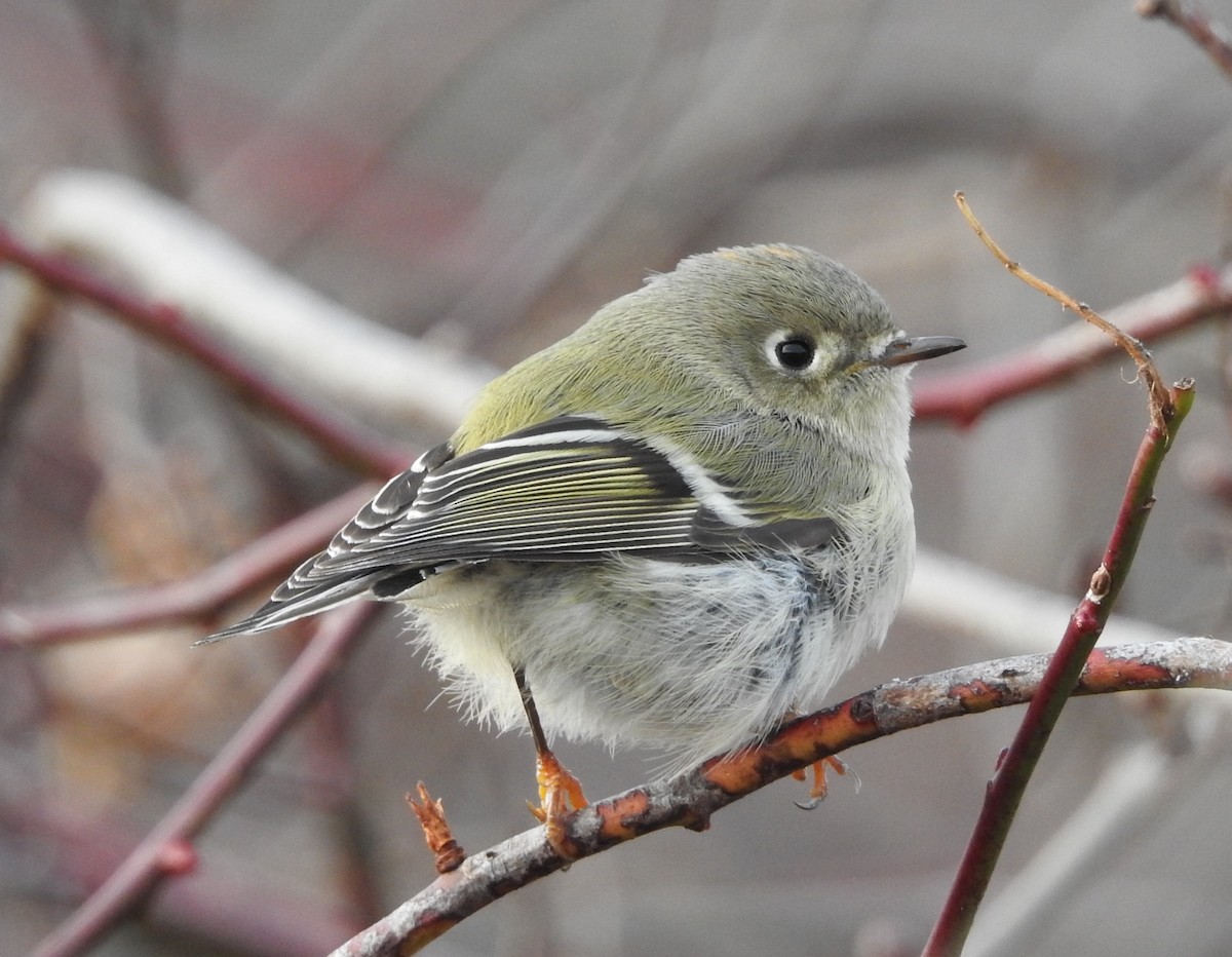 Ruby-crowned Kinglet - ML335165411