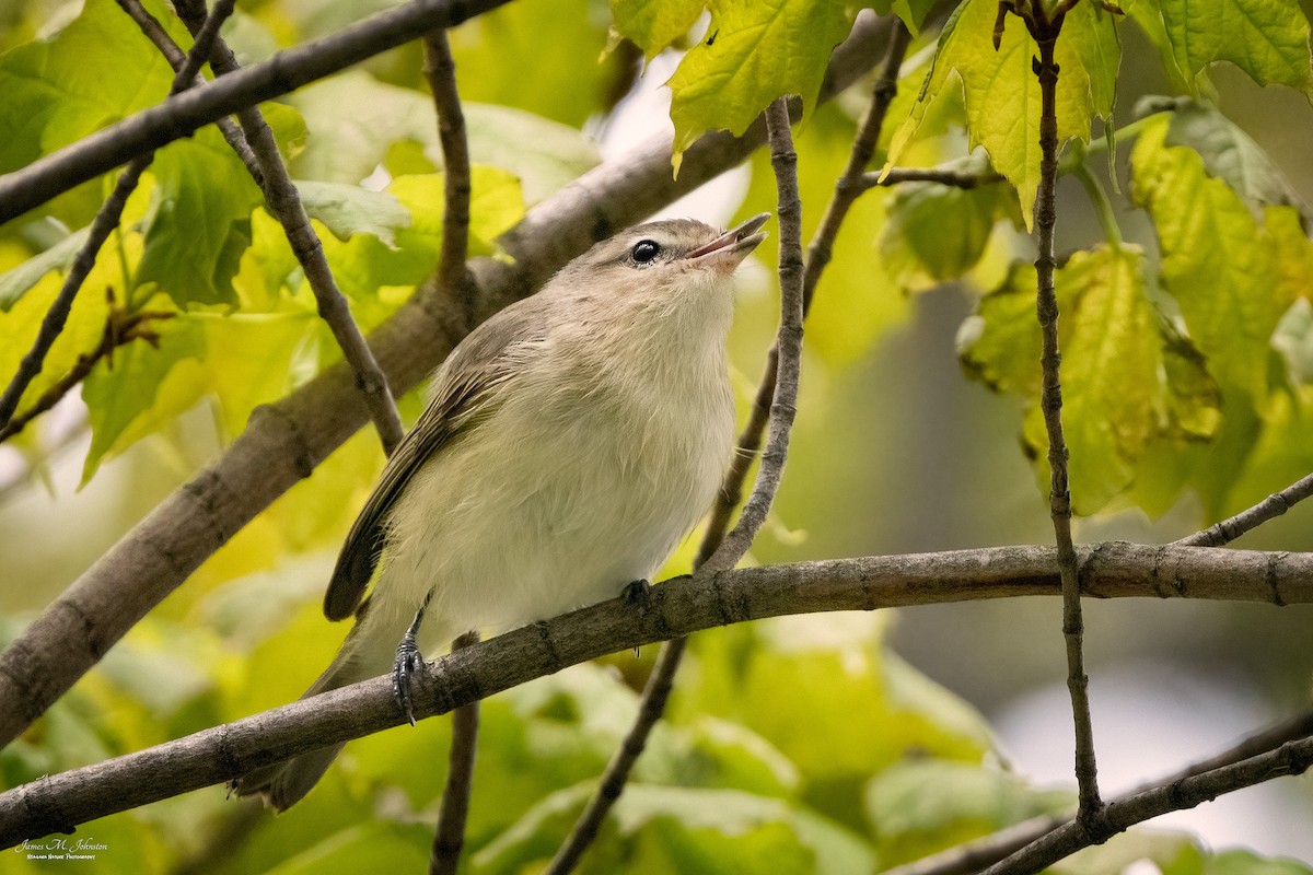 Warbling Vireo - ML335167251