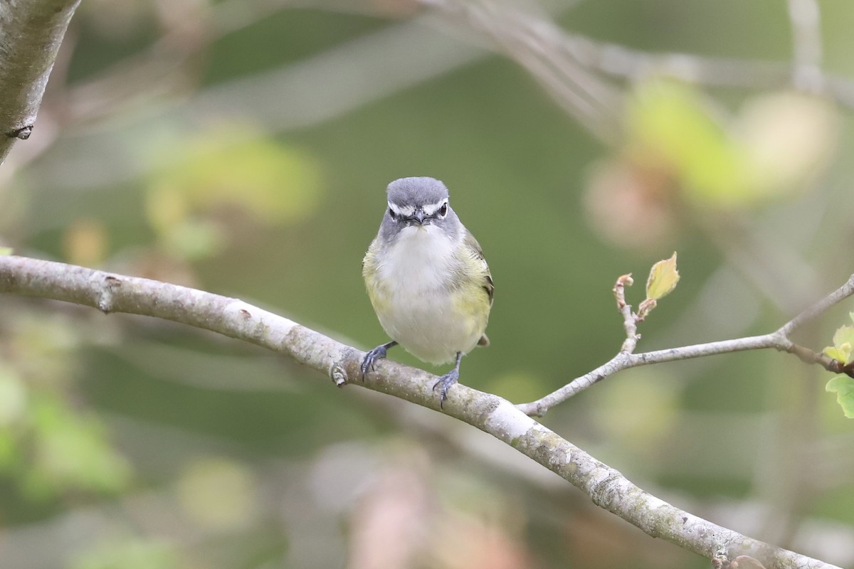 Blue-headed Vireo - ML335167541