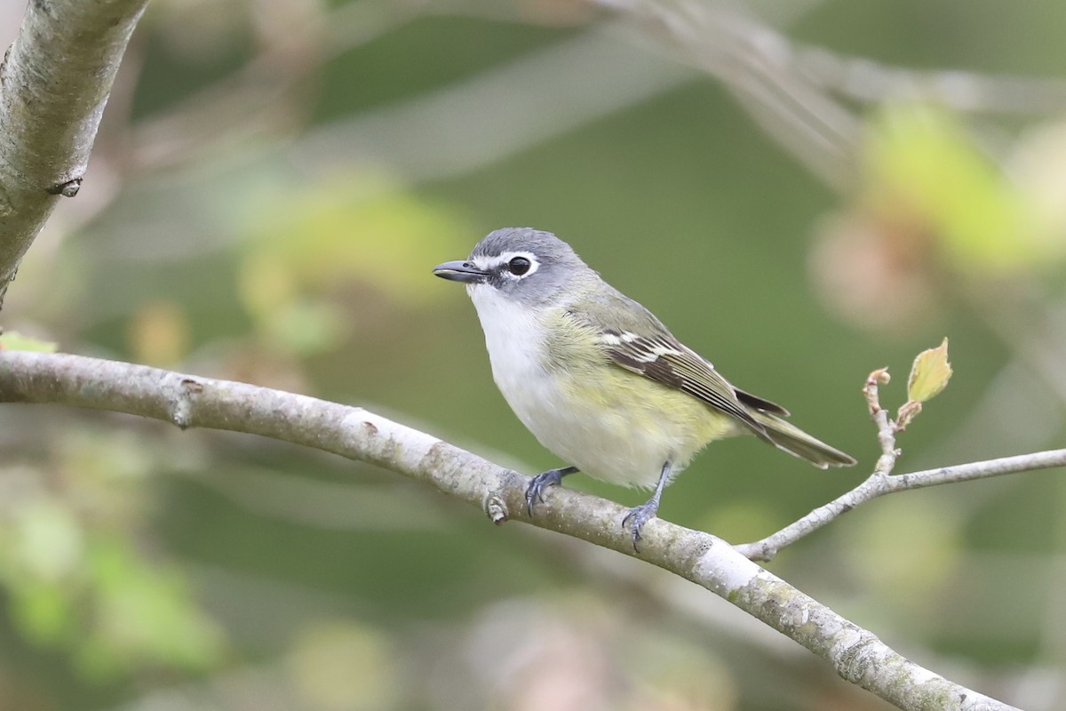 Blue-headed Vireo - Nick Newberry