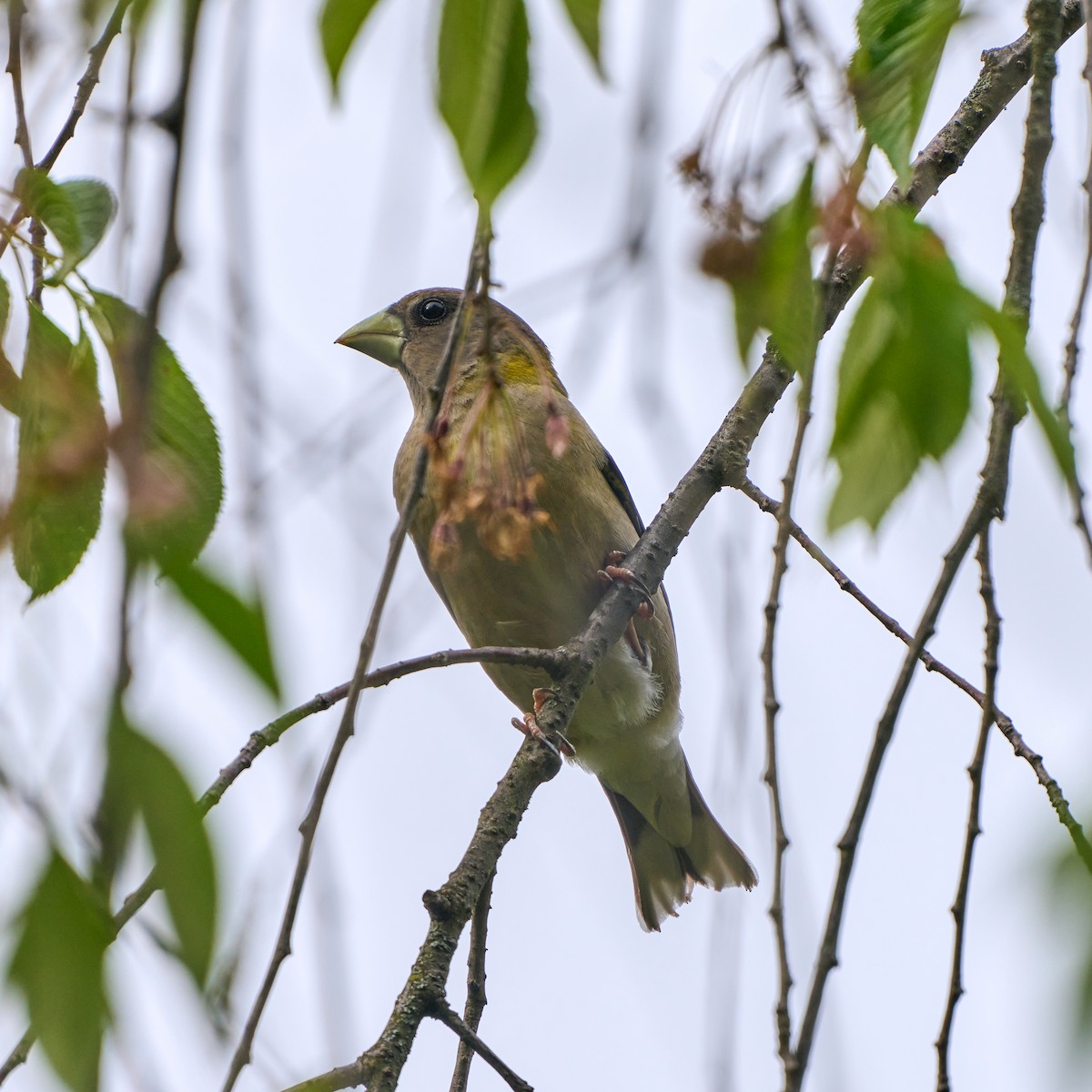 Evening Grosbeak - Brennan Moore