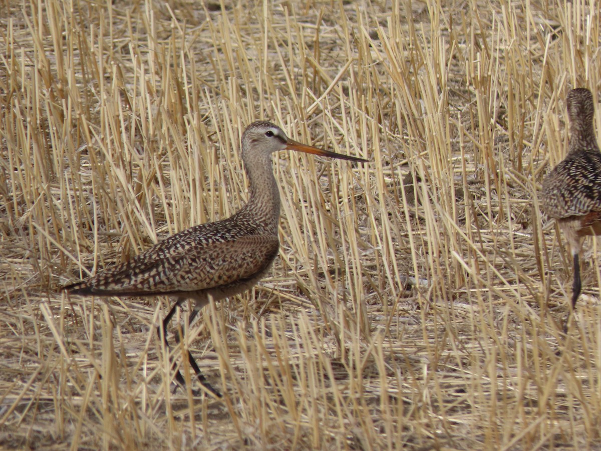 Marbled Godwit - ML335169271