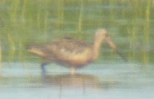 Marbled Godwit - Paul Conover