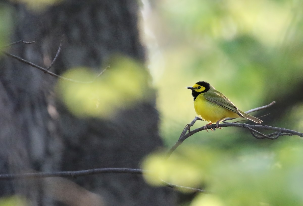 Hooded Warbler - ML335171881