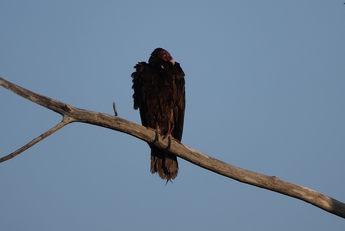 Turkey Vulture - ML335172151