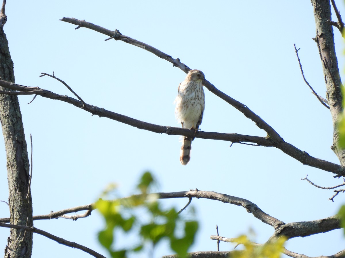 Cooper's Hawk - ML335173111