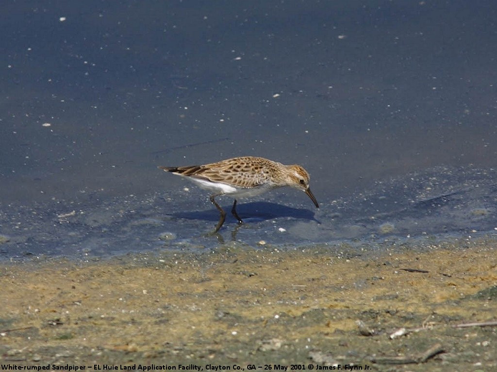 White-rumped Sandpiper - ML335173261