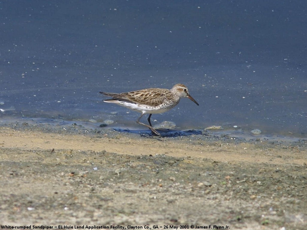 Weißbürzel-Strandläufer - ML335173331