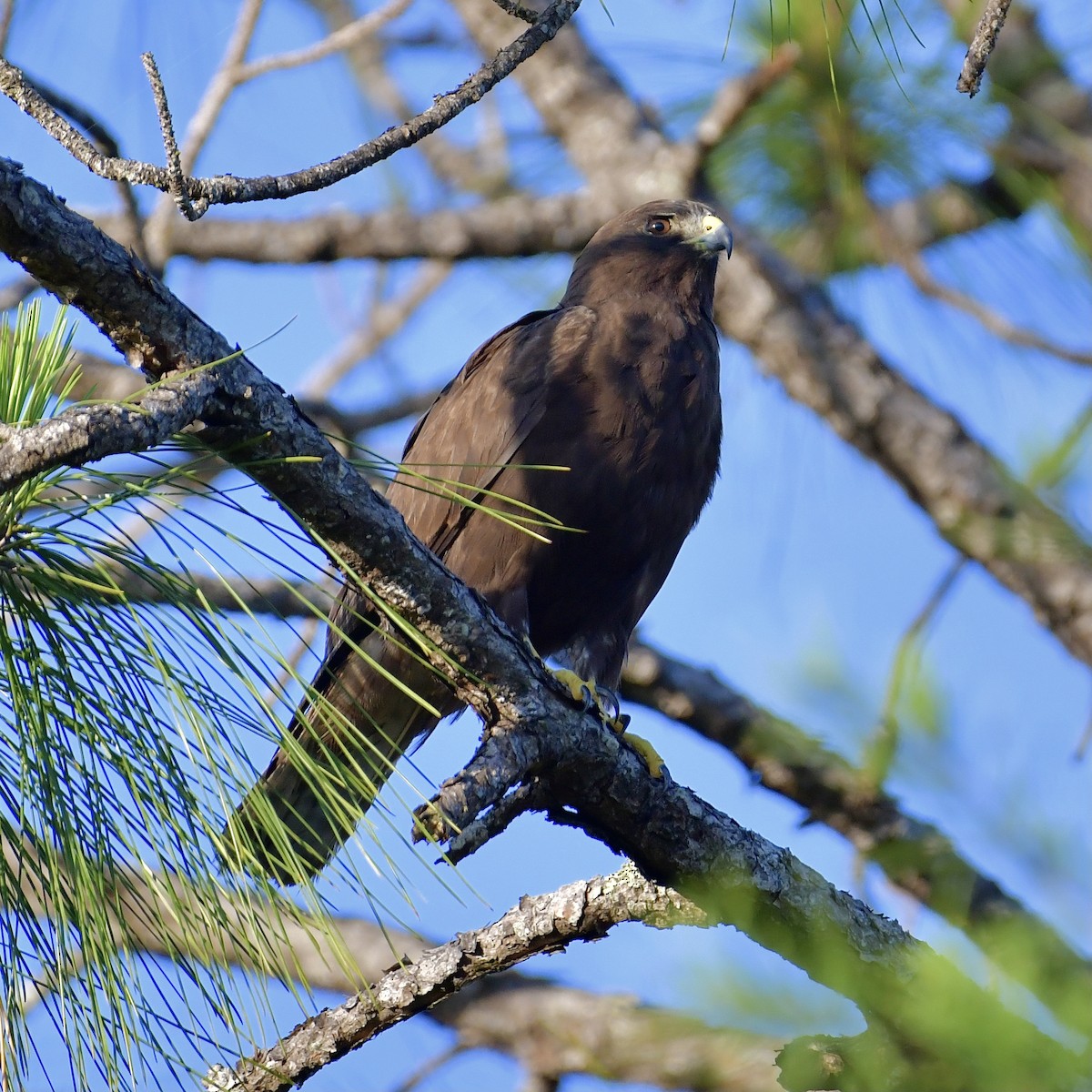 Short-tailed Hawk - ML335174931