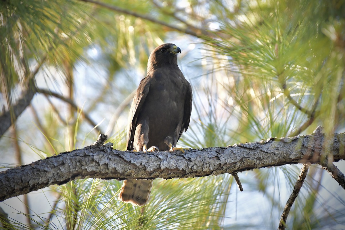 Short-tailed Hawk - ML335175101