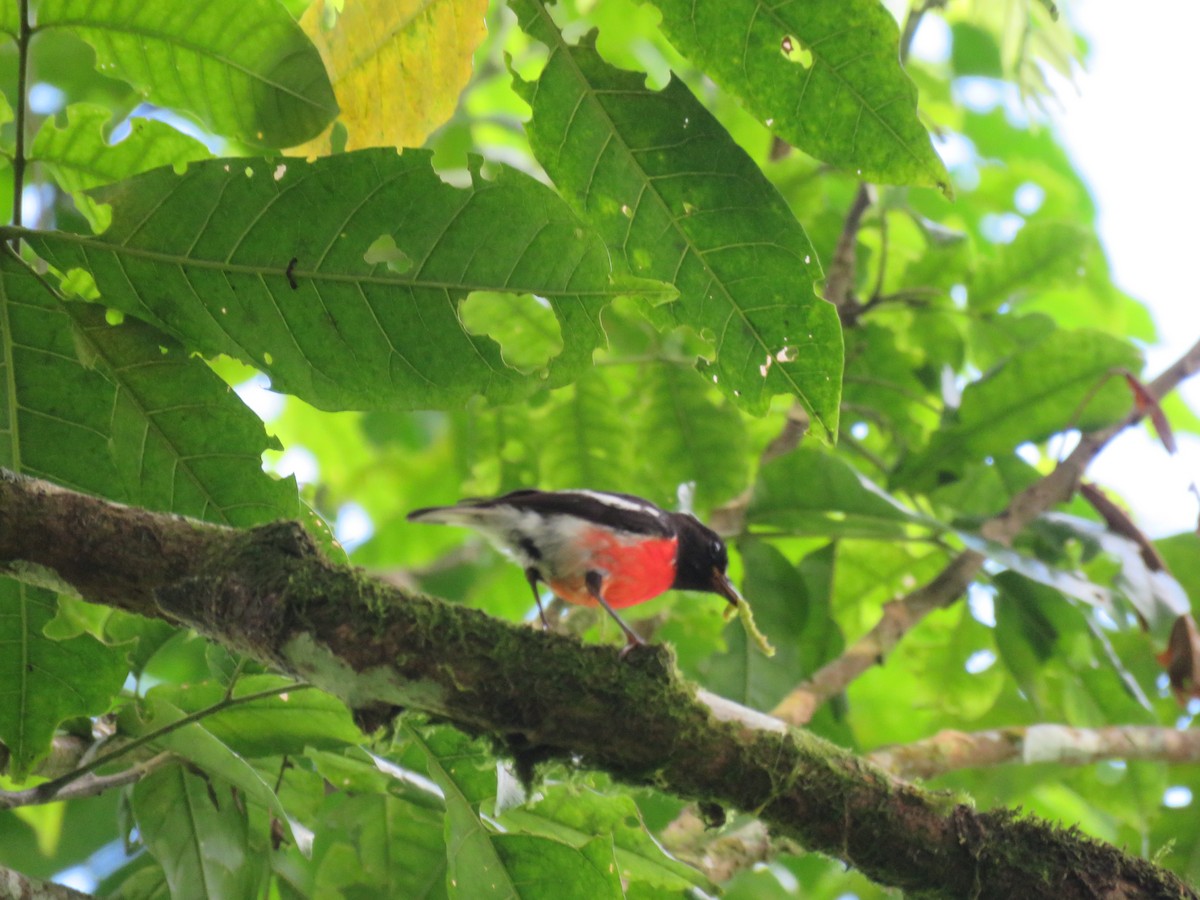 Pacific Robin - ML335175571