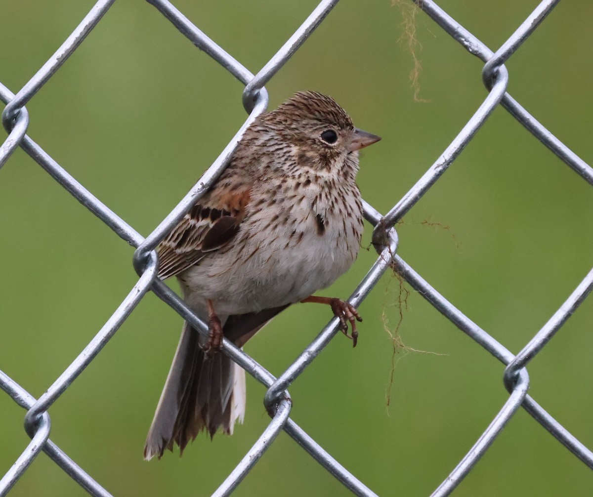 Vesper Sparrow - ML335175761