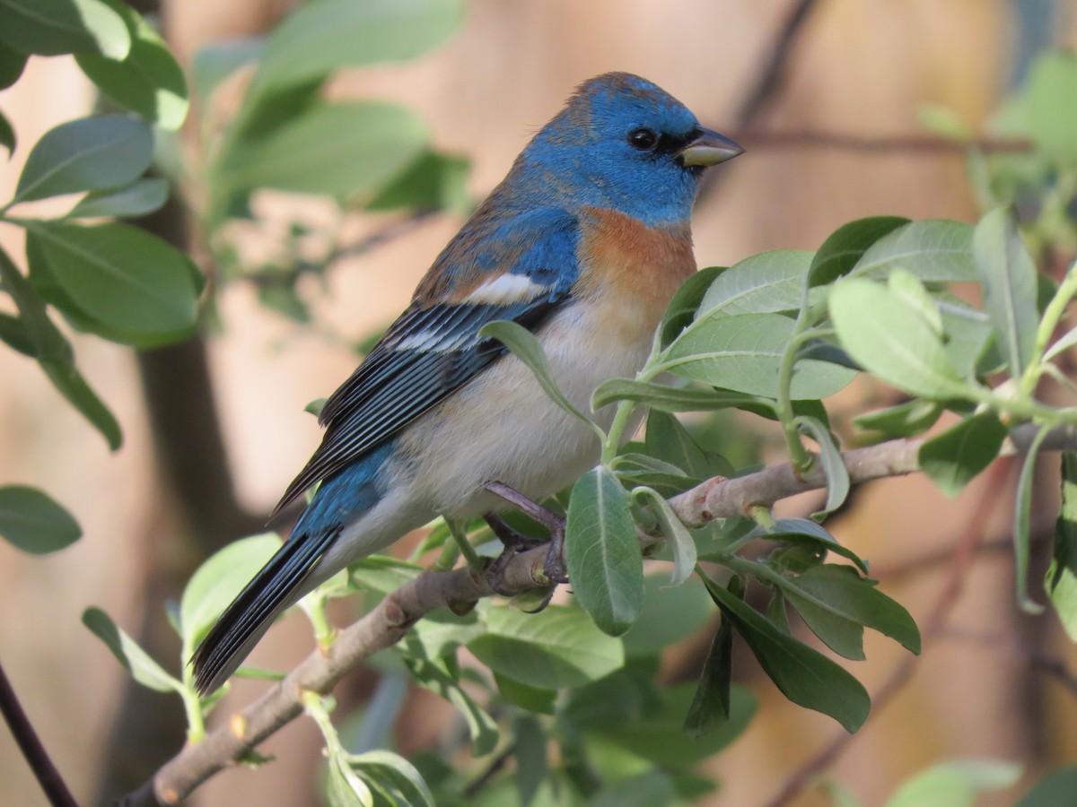 Lazuli Bunting - ML335177231