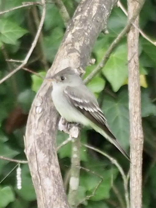 Acadian Flycatcher - ML335177311