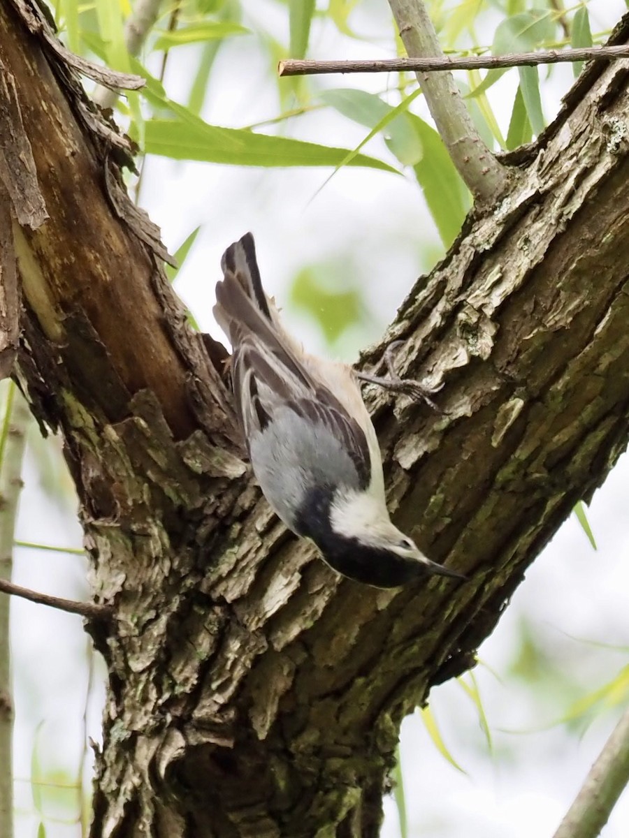 White-breasted Nuthatch - ML335178021
