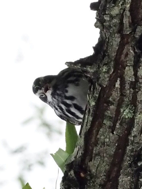 Black-and-white Warbler - ML335178491