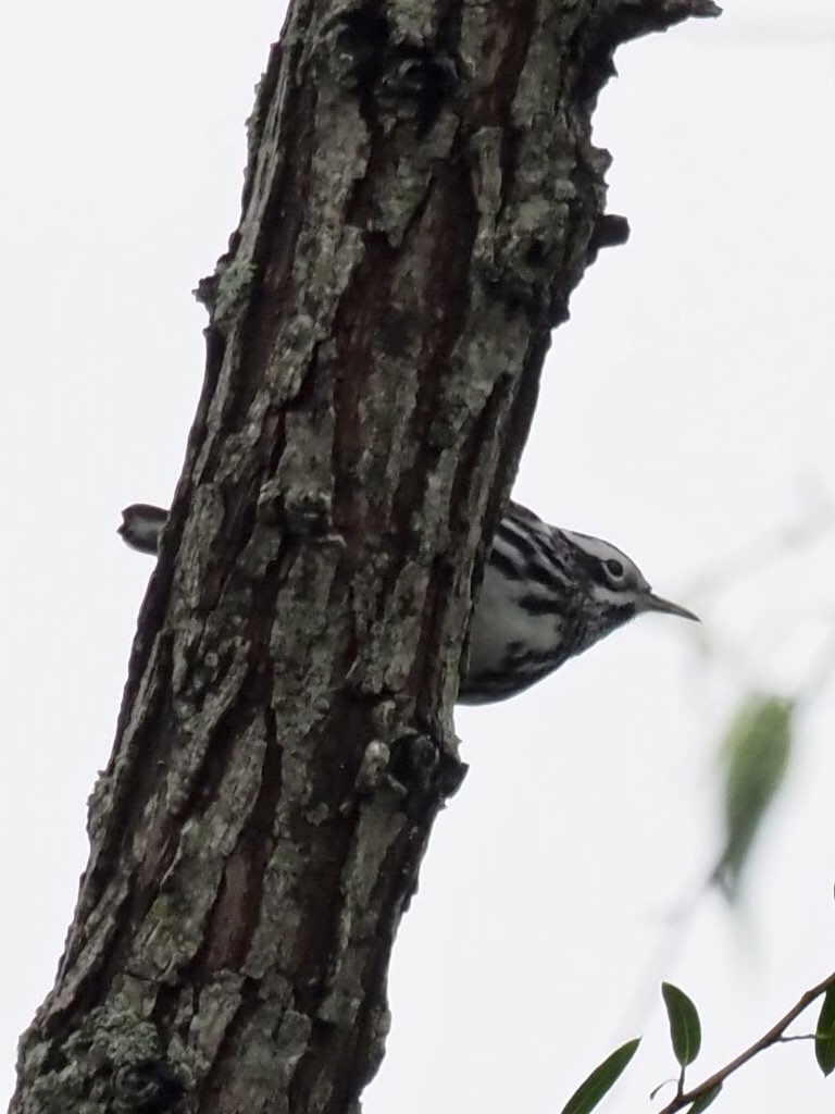 Black-and-white Warbler - ML335178501