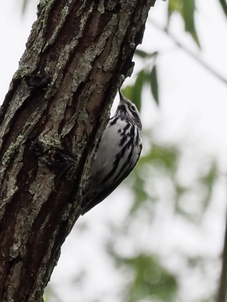 Black-and-white Warbler - ML335178511