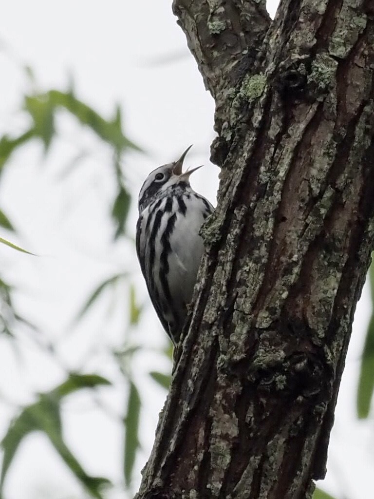 Black-and-white Warbler - ML335178521