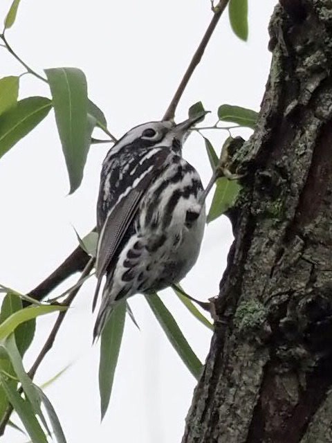 Black-and-white Warbler - ML335178531