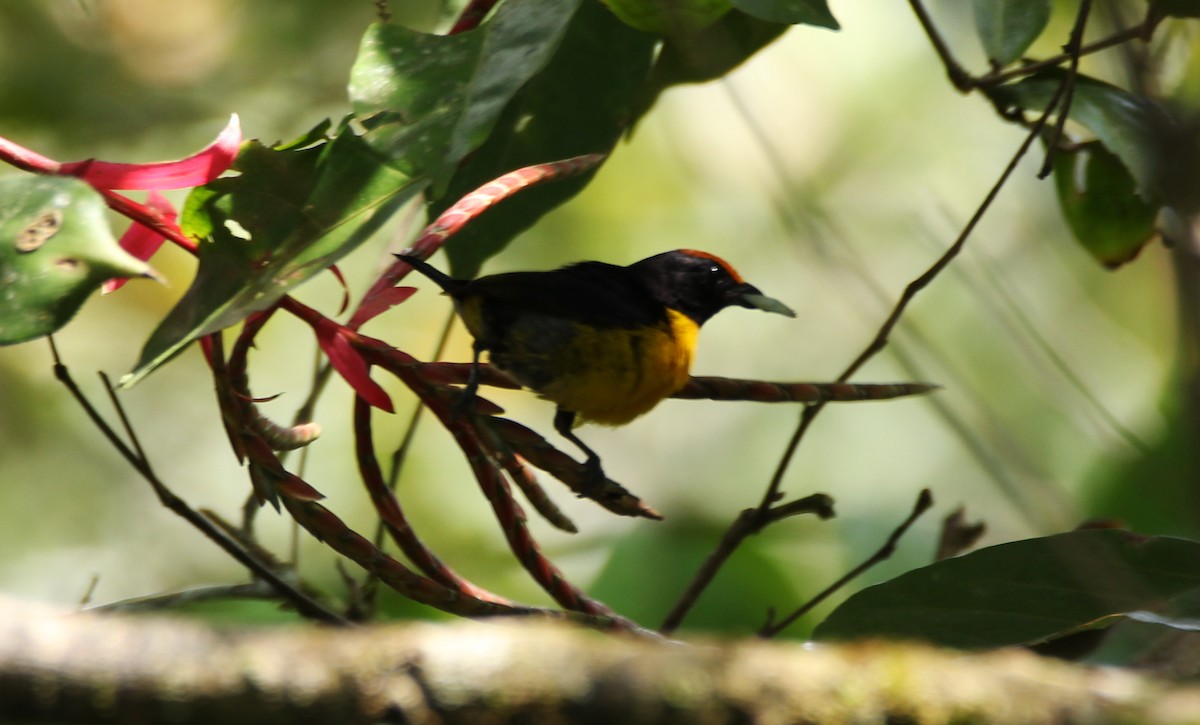 Tawny-capped Euphonia - ML335178811