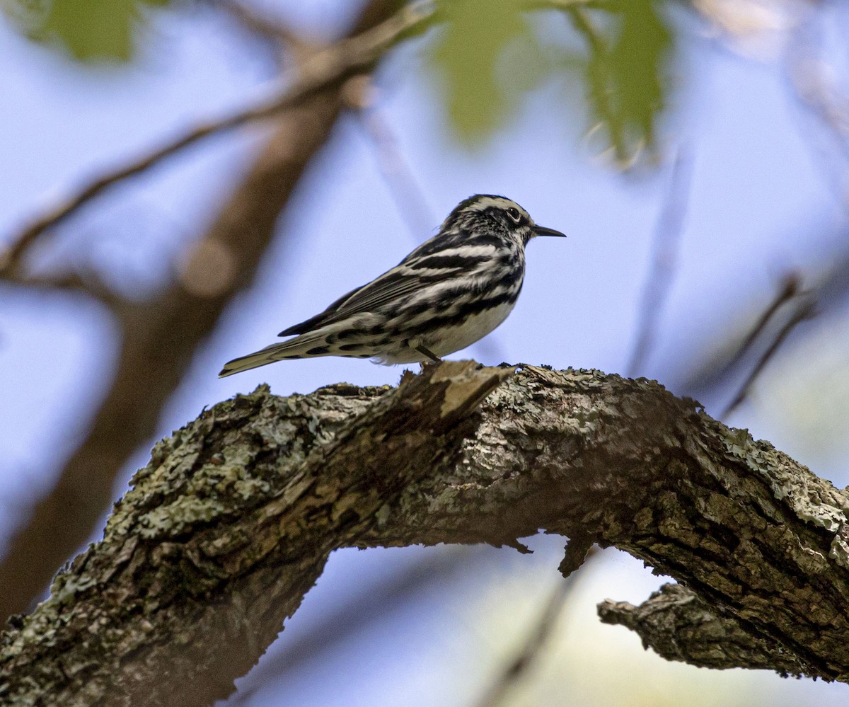 Black-and-white Warbler - ML335179301