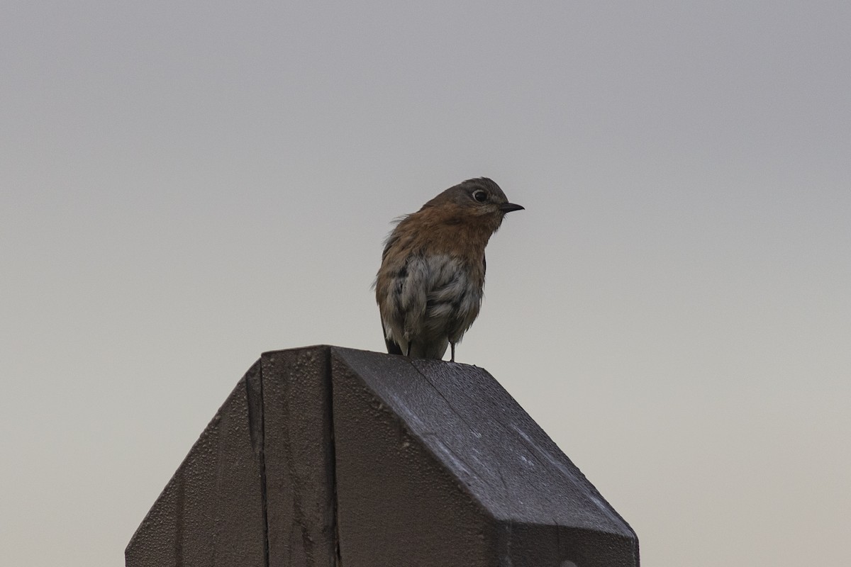 Eastern Bluebird - ML335180191