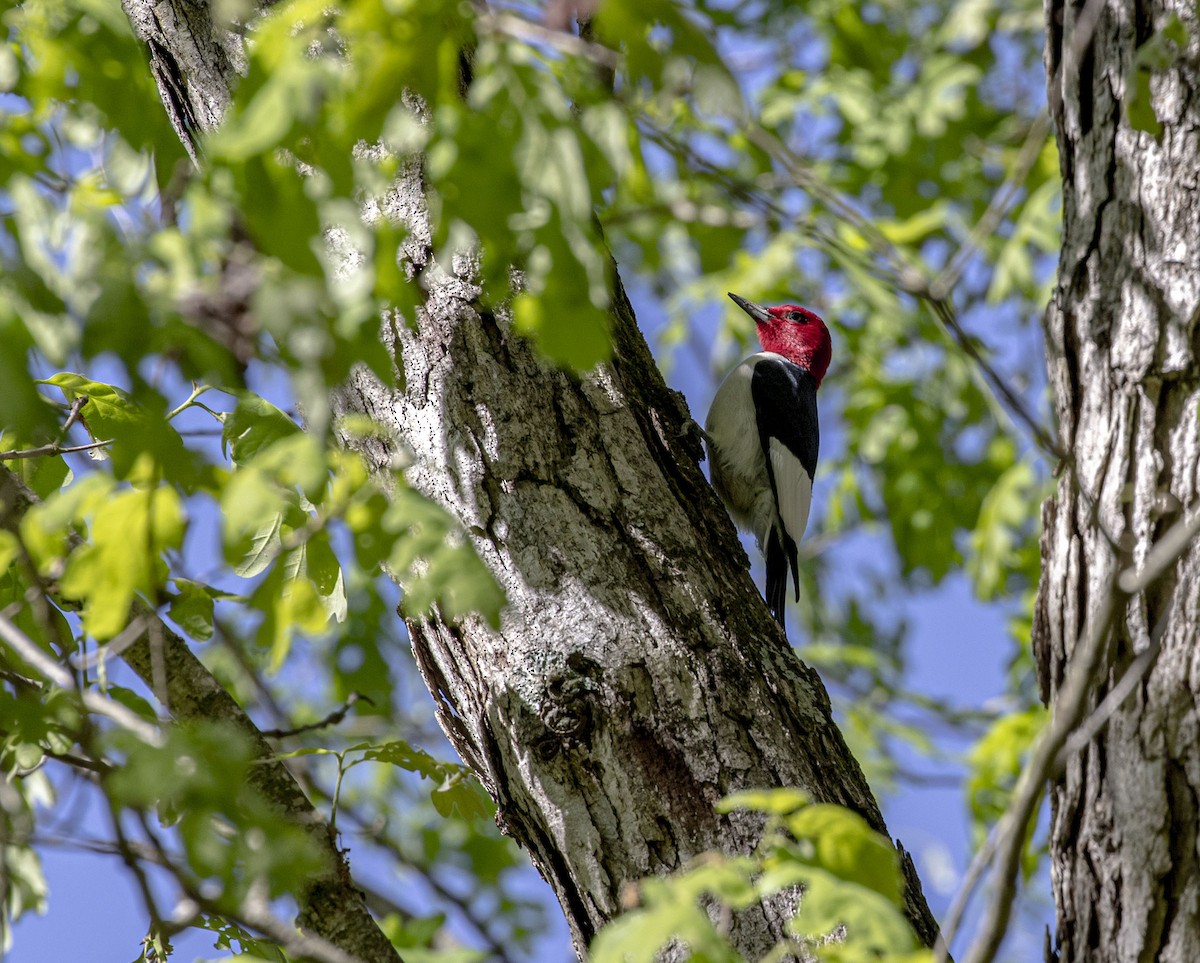 Red-headed Woodpecker - ML335180431