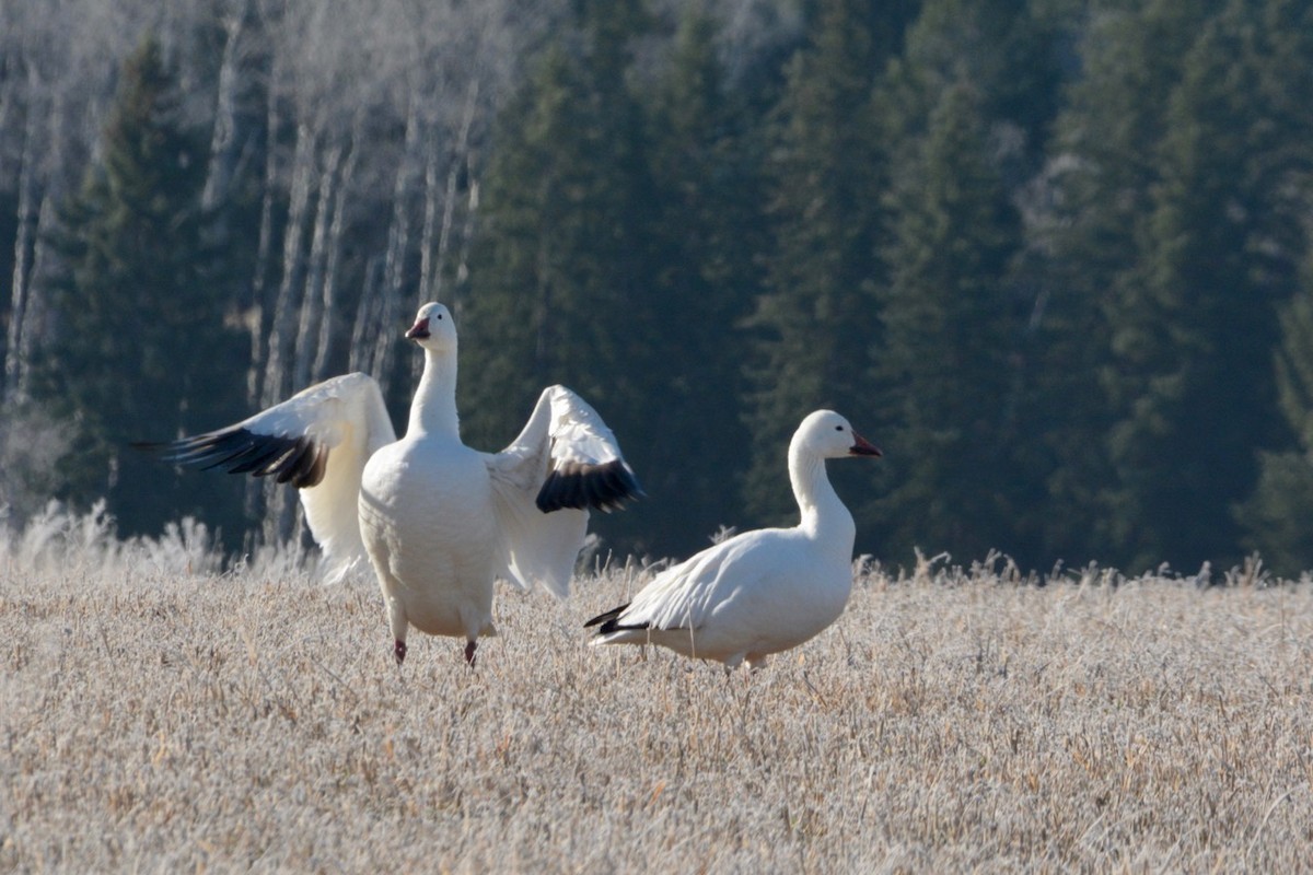 Snow Goose - ML335181691