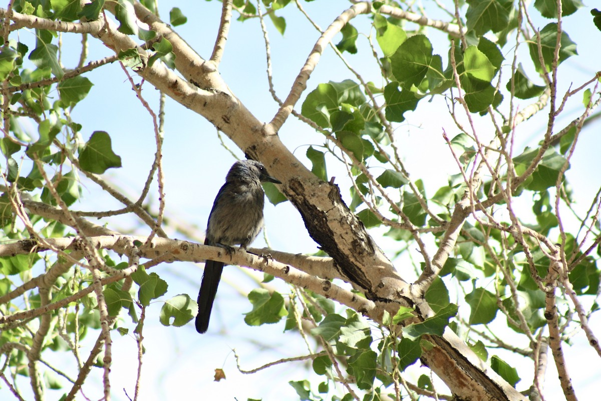 Woodhouse's Scrub-Jay - ML335185361