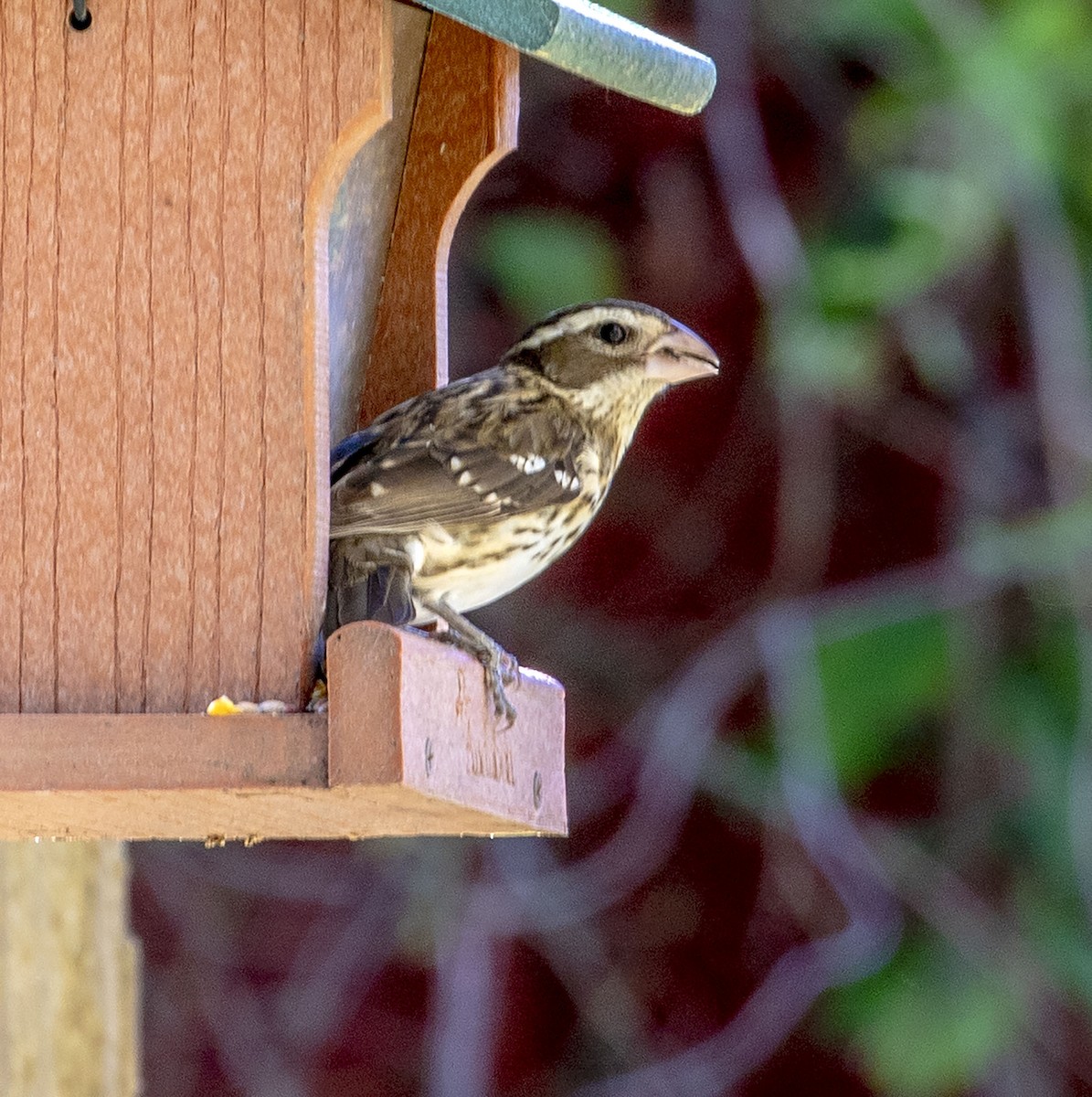 Rose-breasted Grosbeak - ML335185481