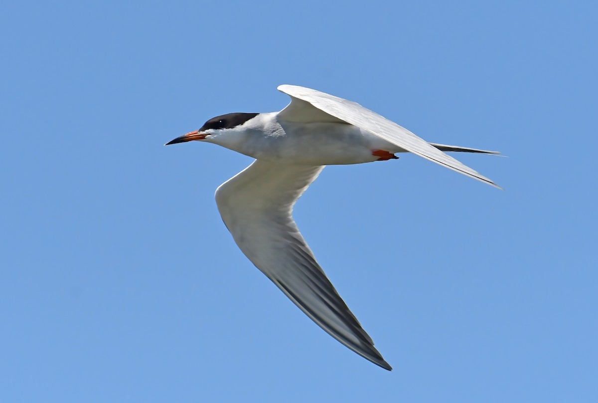 Forster's Tern - ML335186711