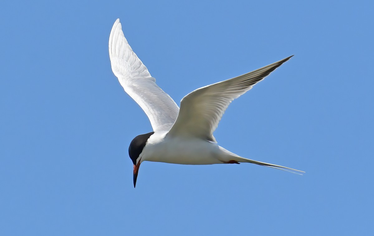 Forster's Tern - ML335186751