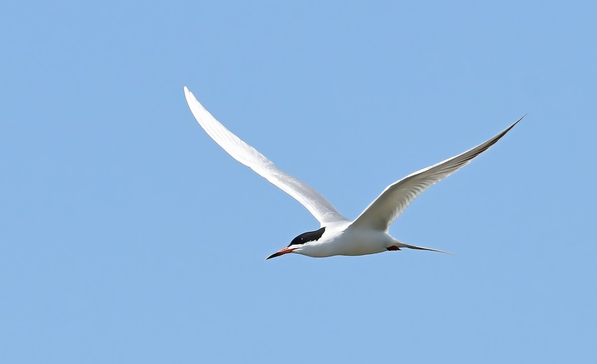 Forster's Tern - Rod Lentz