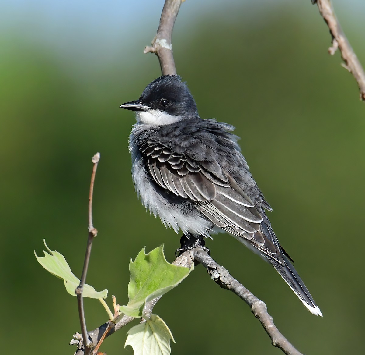 Eastern Kingbird - ML335187121