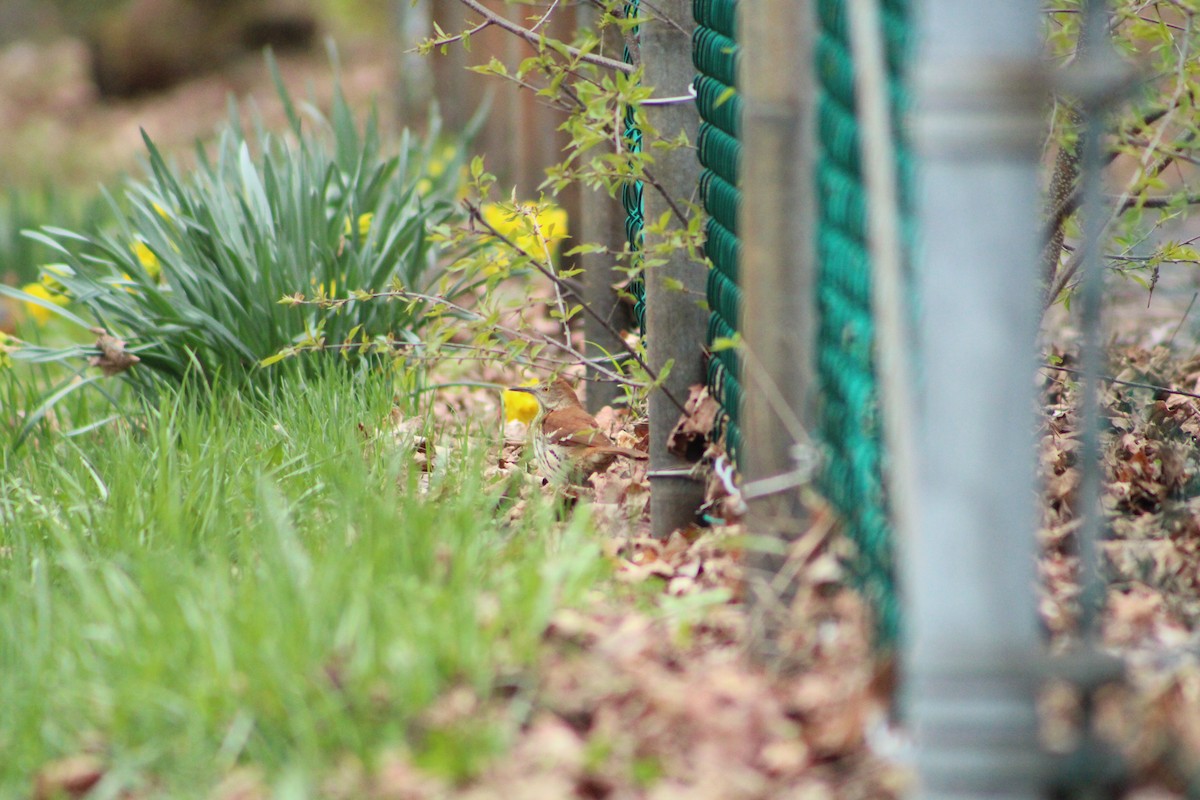 Brown Thrasher - ML335187221