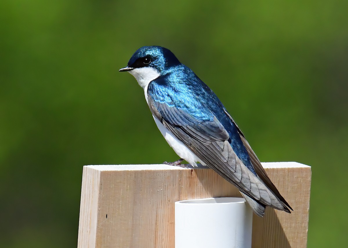 Tree Swallow - ML335187401